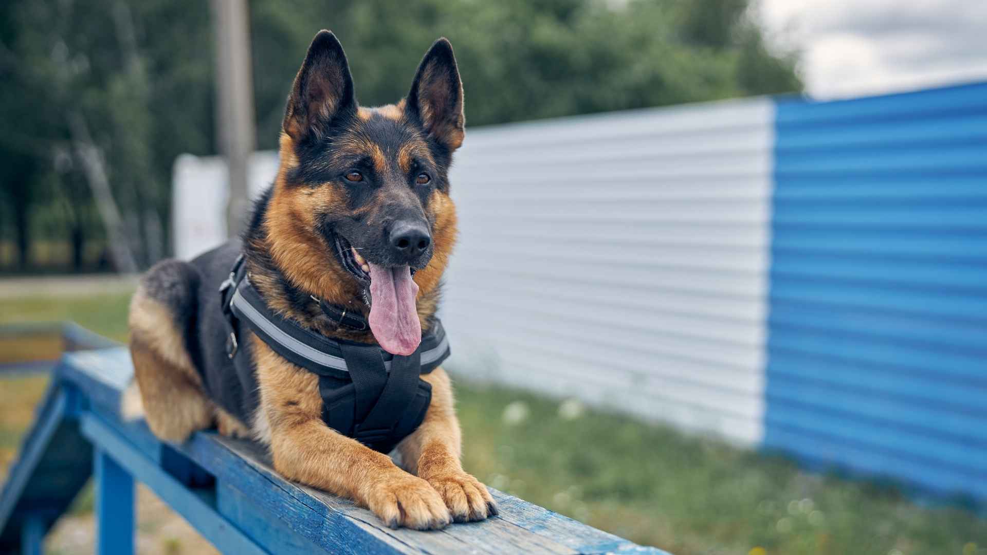 Pastor alemán entrenando para policia